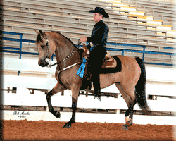 PL Precious Blessing