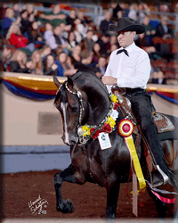 Rick Gervasio & Righteous, 2013 Reserve World Champion Western Pleasure